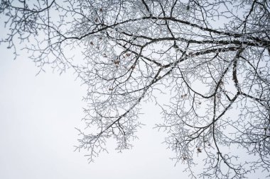 Zell S gölü yakınındaki dallarda hoarfrost ile Peyzaj