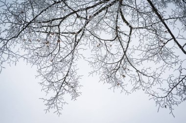 Zell S gölü yakınındaki dallarda hoarfrost ile Peyzaj