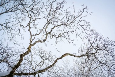 Zell S gölü yakınındaki dallarda hoarfrost ile Peyzaj
