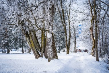 Zell S gölü yakınındaki dallarda hoarfrost ile Peyzaj