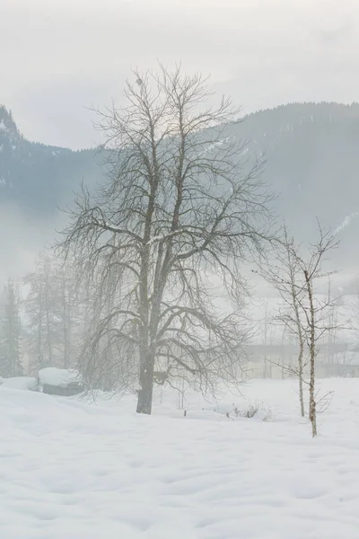 Gosau κοιλάδα στην πρωινή ομίχλη. Gosau. Αυστρία. — Φωτογραφία Αρχείου