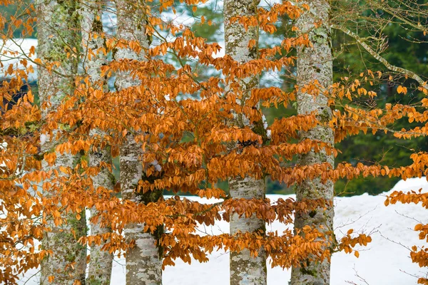 Gosau κοιλάδα στην πρωινή ομίχλη. Gosau. Αυστρία. — Φωτογραφία Αρχείου