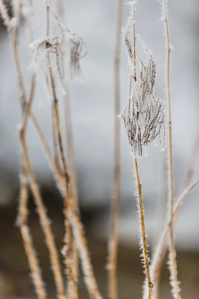 Landscape with hoarfrost on the branches near the lake Zell am S — Stock Photo, Image