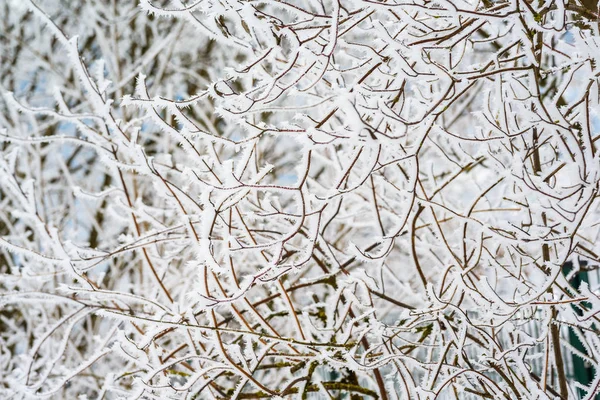 Krajina s hokarbonem na větvích u jezera Zell am S — Stock fotografie