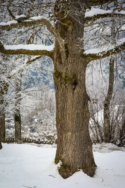 Krajina s hokarbonem na větvích u jezera Zell am S — Stock fotografie