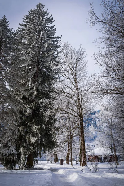 ゼルアムS湖の近くの枝に霜が降り続く風景 — ストック写真