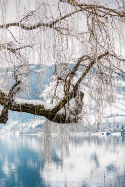 Zell ağaçların dallarında kısık buz ile Peyzaj