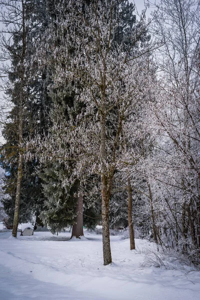 Krajina s hokarbonem na větvích u jezera Zell am S — Stock fotografie