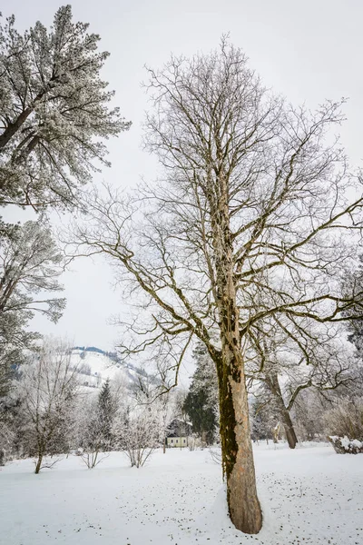 Krajina s hokarbonem na větvích u jezera Zell am S — Stock fotografie