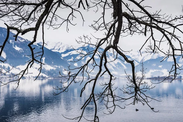 Paesaggio con gelo sui rami degli alberi sulla Zell am — Foto Stock