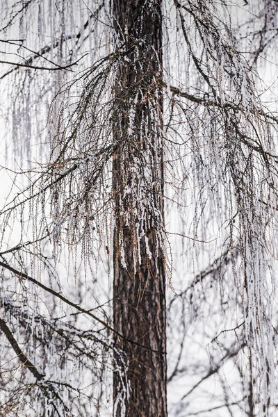Krajina s hokarbonem na větvích stromů na Zell am — Stock fotografie
