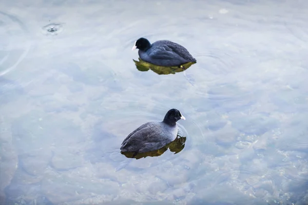 Wasservögel im Winter am schönen Zeller See. aus — Stockfoto