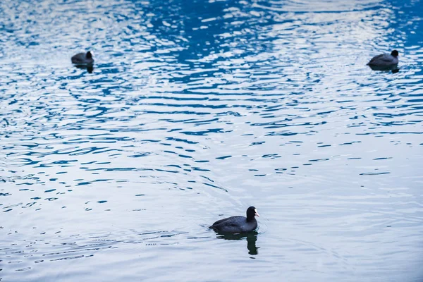 Wasservögel im Winter am schönen Zeller See. aus — Stockfoto