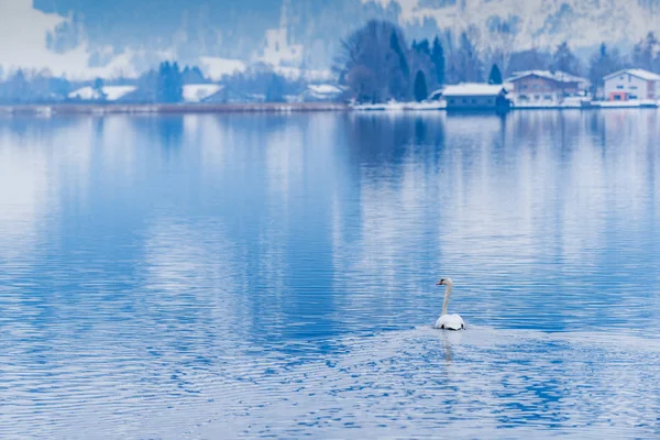 Biały łabędź zimą nad pięknym jeziorem Zell am See. Austria — Zdjęcie stockowe