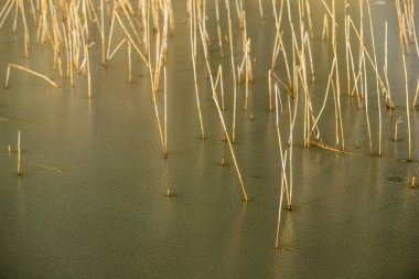 Hintersee Gölü. Bavyera. Almanya