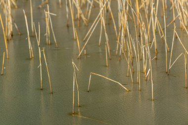 Hintersee Gölü. Bavyera. Almanya