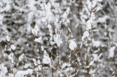Bavyera Alplerinde kış. Almanya.
