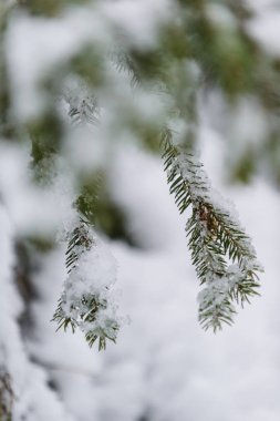 Bavyera Alplerinde kış. Almanya.