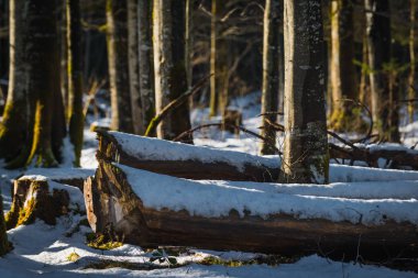 Doğa ve Konigssee Gölü yakınlarında skeçler. Bavyera. Almanya