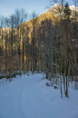 Doğa ve Konigssee Gölü yakınlarında skeçler. Bavyera. Almanya