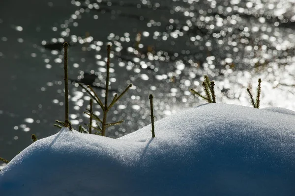 Makro krajina s načechraný sněhem na břehu jezera Hintersee. — Stock fotografie