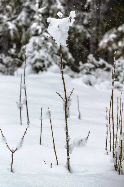 Zima Alpach Bawarskich Niemcy — Zdjęcie stockowe