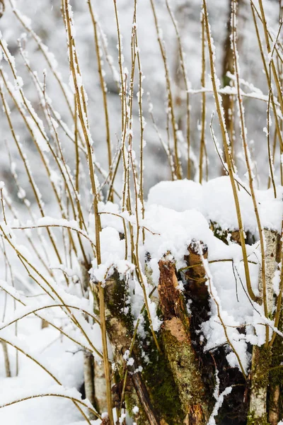 Zima Bavorských Alpách Německo — Stock fotografie