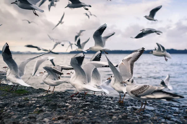 Nature Winter Park Lake Chiemsee Prien Chiemsee Germany — Stock Photo, Image