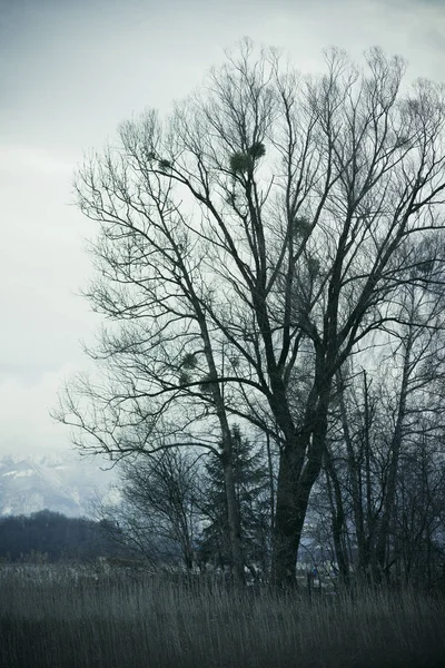 Natura Inverno Nel Parco Sul Lago Chiemsee Prien Chiemsee Paesi — Foto Stock