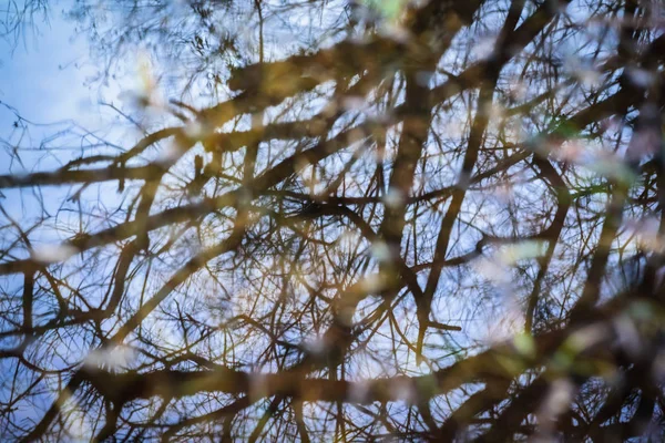 Příroda Náčrty Jezera Konigssee Bavorsku Německo — Stock fotografie