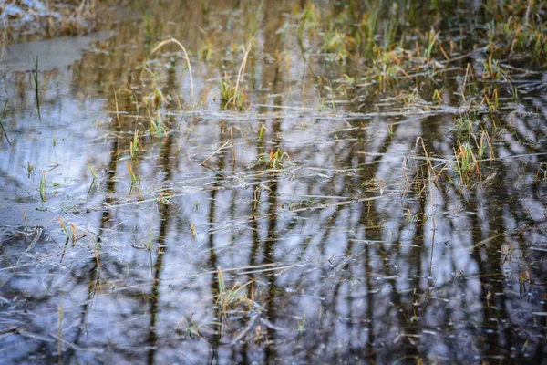 Przyroda Szkice Pobliżu Jeziora Konigssee Bawarii Niemcy — Zdjęcie stockowe