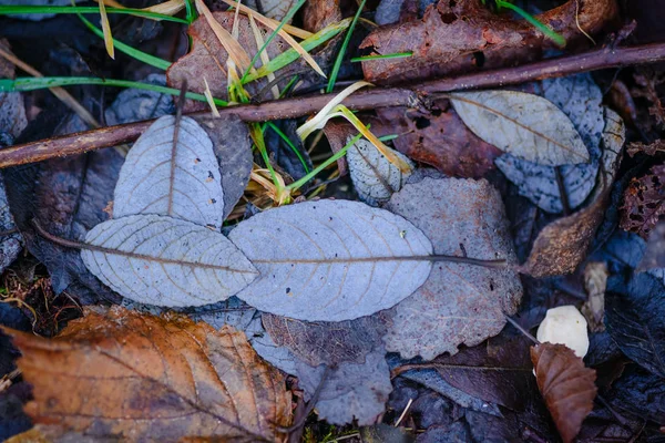 Natura Inverno Nel Parco Sul Lago Chiemsee Prien Chiemsee Paesi — Foto Stock