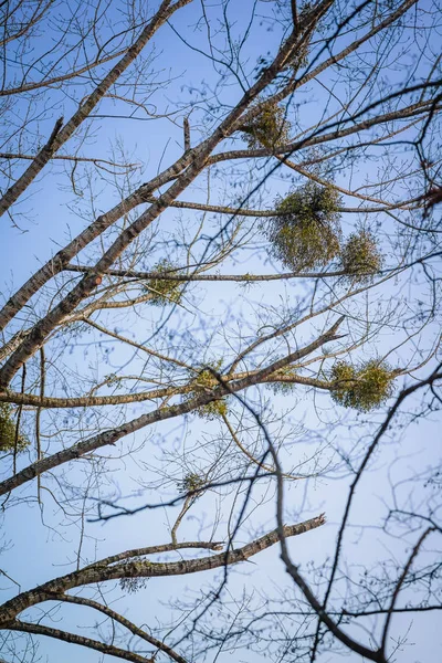 Nature Hiver Dans Parc Sur Lac Chiemsee Prien Chiemsee Allemagne — Photo