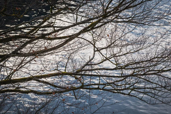 Příroda Náčrty Jezera Konigssee Bavorsku Německo — Stock fotografie