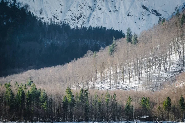 Φύση Και Σκίτσα Κοντά Στη Λίμνη Κόνγκιεν Βαυαρία Γερμανία — Φωτογραφία Αρχείου