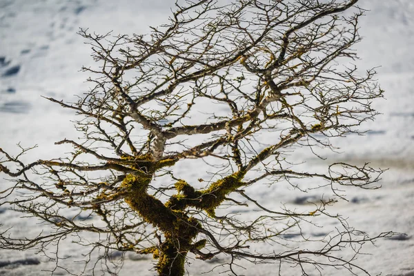 Příroda Náčrty Jezera Konigssee Bavorsku Německo — Stock fotografie