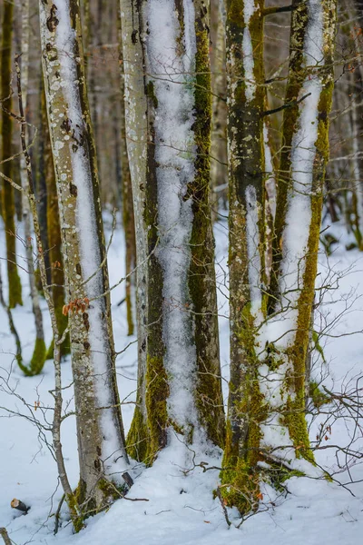 湖の近くの自然とスケッチ ババリア ドイツ — ストック写真