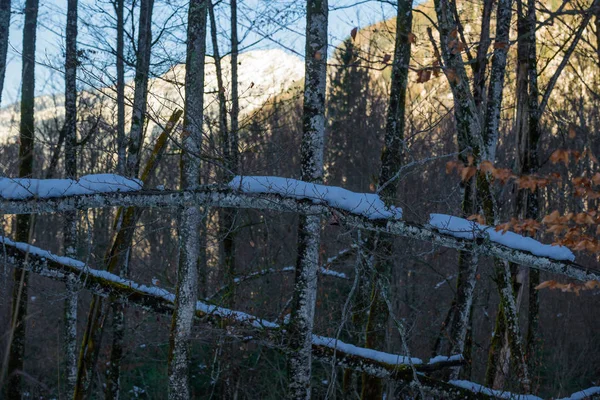 湖の近くの自然とスケッチ ババリア ドイツ — ストック写真