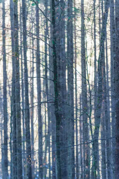 Przyroda Szkice Pobliżu Jeziora Konigssee Bawarii Niemcy — Zdjęcie stockowe