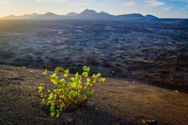 Lanzarote adası diğer Kanarya Adaları arasında bir elmas. İspanya