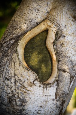 Lanzarote adası diğer Kanarya Adaları arasında bir elmas. İspanya