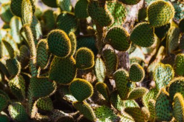 Lanzarote adası diğer Kanarya Adaları arasında bir elmas. İspanya