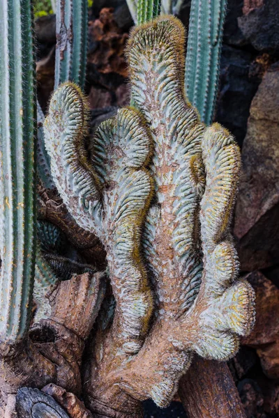 Ilha Lanzarote Diamante Entre Outras Ilhas Canárias Espanha — Fotografia de Stock