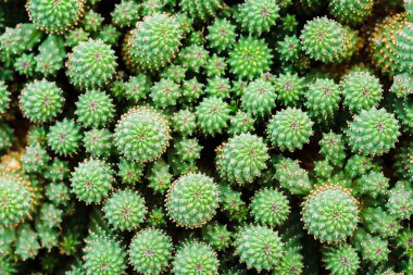 Lanzarote Kanarya takımadalarının inanılmaz, olağanüstü ve eşsiz bir adasıdır. İspanya