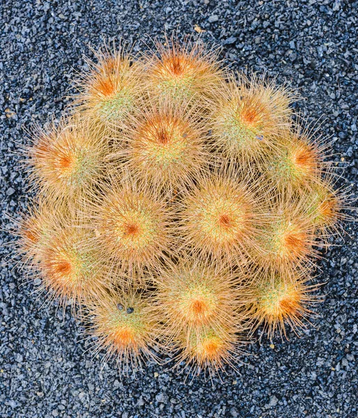 Lanzarote Est Une Île Étonnante Extraordinaire Unique Archipel Des Canaries — Photo