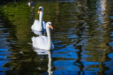 Maria Louise parkında bir gölet üzerinde güzel beyaz kuğu. Sevilla. Endülüs. İspanya