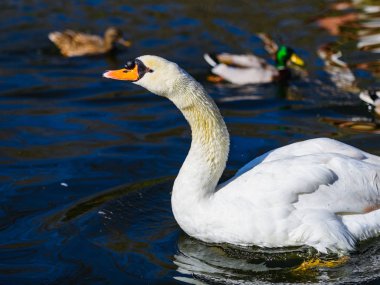 Maria Louise parkında bir gölet üzerinde güzel beyaz kuğu. Sevilla. Endülüs. İspanya