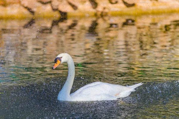 美丽的白天鹅在玛丽亚 路易丝公园的池塘里 塞维利亚 安达卢西亚西班牙 — 图库照片