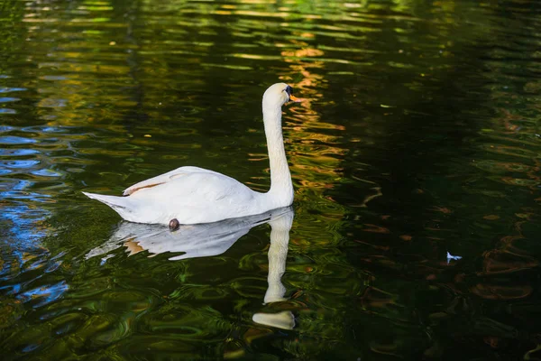 Maria Louise Parkında Bir Gölet Üzerinde Güzel Beyaz Kuğu Sevilla — Stok fotoğraf