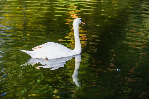 Beautiful White Swan Pond Park Maria Louise Seville Andalusia Spain — Stock Photo, Image